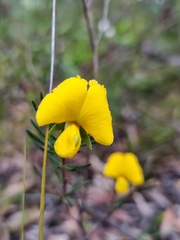 Gompholobium grandiflorum