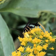 Exetastes suaveolens