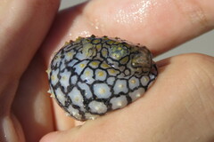 Chilomycterus schoepfii