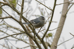 Conirostrum cinereum