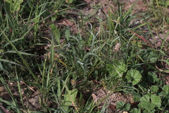 Plantago ovata
