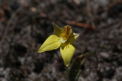 Caladenia flava flava