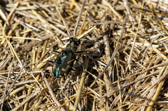 Cicindela tranquebarica