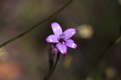 Elythranthera brunonis