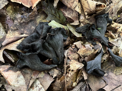 Craterellus