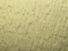 Willowsia nigromaculata