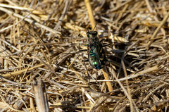 Cicindela tranquebarica
