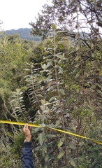 Ageratina asclepiadea