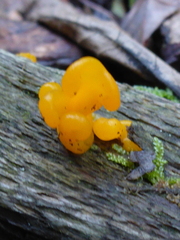 Dacrymyces chrysospermus