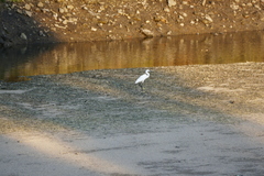 Egretta garzetta