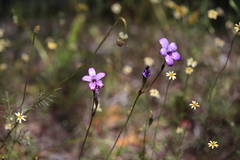 Elythranthera brunonis