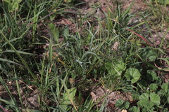 Plantago ovata
