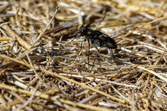 Cicindela tranquebarica