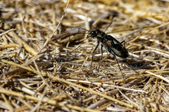 Cicindela tranquebarica