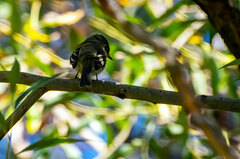 Empidonax difficilis