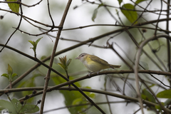 Vireo flavoviridis