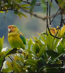 Hapalopsittaca amazonina