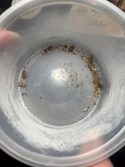 Pogonomyrmex subdentatus