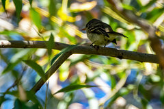 Empidonax difficilis