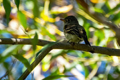 Empidonax difficilis