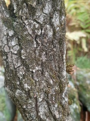 Viburnum prunifolium