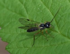 Acrotomus succinctus