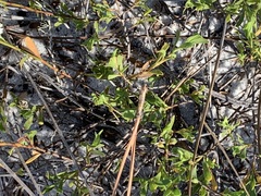 Polygonella polygama