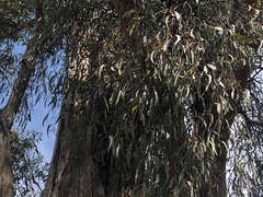 Muellerina eucalyptoides