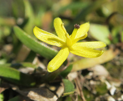 Heteranthera dubia
