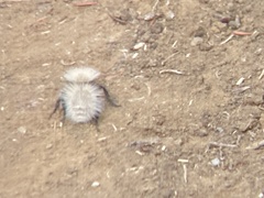Dasymutilla sackenii