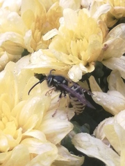Vespula atropilosa
