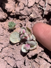 Atriplex saccaria