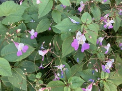 Impatiens balfourii