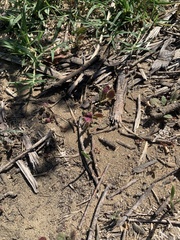 Pogonomyrmex subdentatus