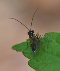 Acrotomus succinctus