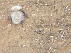 Dasymutilla sackenii