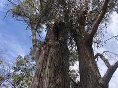 Muellerina eucalyptoides