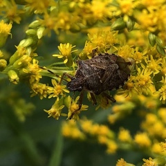 Podisus serieventris