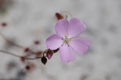 Drosera drummondii
