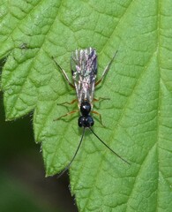 Acrotomus succinctus