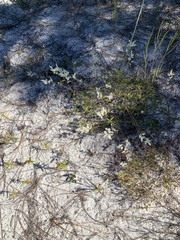 Polygonella polygama