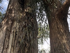 Muellerina eucalyptoides