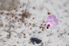 Drosera drummondii