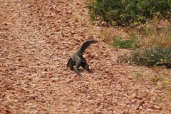 Varanus giganteus