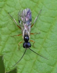 Acrotomus succinctus