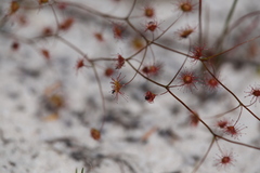Drosera drummondii