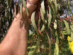 Muellerina eucalyptoides