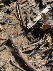 Pogonomyrmex subdentatus