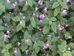 Impatiens balfourii