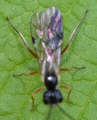 Acrotomus succinctus